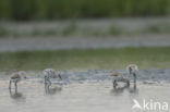 Pied Avocet (Recurvirostra avosetta)