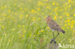 Grutto (Limosa limosa)