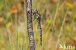 Noordse glazenmaker (Aeshna subarctica)