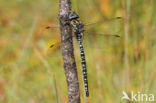 Noordse glazenmaker (Aeshna subarctica)