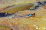 Kleine Roodoogjuffer (Erythromma viridulum)