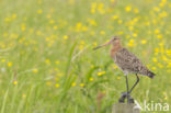 Grutto (Limosa limosa)