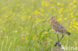 Grutto (Limosa limosa)