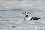 Steller s Eider (Polysticta stelleri)