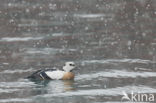 Steller s Eider (Polysticta stelleri)