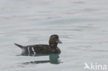 Steller s Eider (Polysticta stelleri)