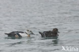 Steller s Eider (Polysticta stelleri)