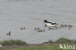 Shelduck (Tadorna tadorna)