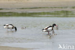 Shelduck (Tadorna tadorna)