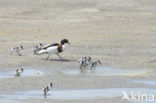 Shelduck (Tadorna tadorna)