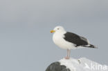 Grote Mantelmeeuw (Larus marinus)