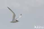 Sandwich Tern (Sterna sandvicencis)