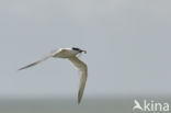 Sandwich Tern (Sterna sandvicencis)