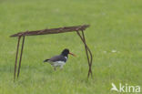 Oystercatcher (Haematopus ostralegus)