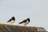 Oystercatcher (Haematopus ostralegus)