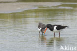 Oystercatcher (Haematopus ostralegus)