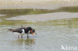 Oystercatcher (Haematopus ostralegus)