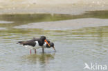 Oystercatcher (Haematopus ostralegus)