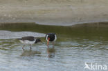 Oystercatcher (Haematopus ostralegus)