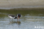 Oystercatcher (Haematopus ostralegus)