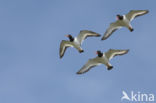 Oystercatcher (Haematopus ostralegus)