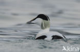 Eider (Somateria mollissima)