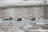 King Eider (Somateria spectabilis)