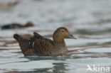 King Eider (Somateria spectabilis)