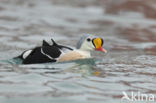 King Eider (Somateria spectabilis)