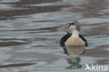 King Eider (Somateria spectabilis)