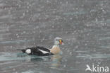 King Eider (Somateria spectabilis)