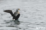 King Eider (Somateria spectabilis)