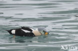 King Eider (Somateria spectabilis)