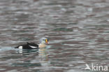 King Eider (Somateria spectabilis)