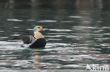 King Eider (Somateria spectabilis)