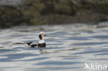 Long-tailed Duck