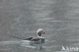 Long-tailed Duck