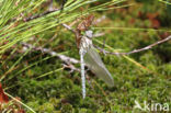 Subarctic Darner (Aeshna subarctica)