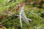 Noordse glazenmaker (Aeshna subarctica)