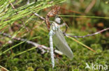 Noordse glazenmaker (Aeshna subarctica)