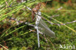 Noordse glazenmaker (Aeshna subarctica)