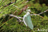 Noordse glazenmaker (Aeshna subarctica)