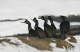 Kuifaalscholver (Phalacrocorax aristotelis)