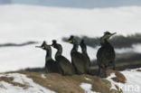 Kuifaalscholver (Phalacrocorax aristotelis)