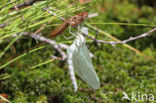 Noordse glazenmaker (Aeshna subarctica)