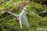 Noordse glazenmaker (Aeshna subarctica)