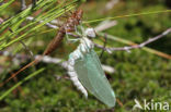 Subarctic Darner (Aeshna subarctica)