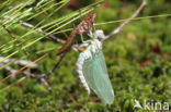 Noordse glazenmaker (Aeshna subarctica)