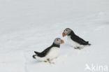 Atlantic Puffin (Fratercula arctica)