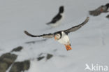 Atlantic Puffin (Fratercula arctica)